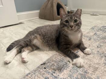 Frankie -  Domestic Short Hair Cat for Adoption in Canonsburg, Pennsylvania - Frankie | PetCurious