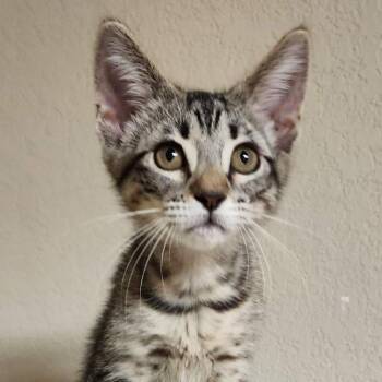 Velvet -  Domestic Short Hair Cat for Adoption in Houston, Texas - Velvet | PetCurious