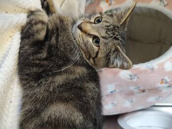 Rescue Tabby Cats for Adoption in Driggs, Idaho - Hokey Pokey | PetCurious