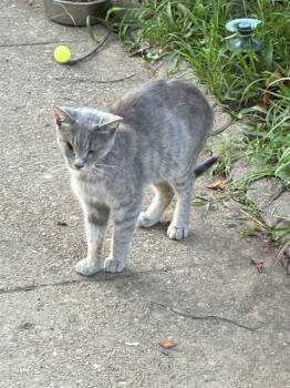 ELLEN -  Domestic Short Hair Cat for Adoption in Louisville, Kentucky - ELLEN | PetCurious