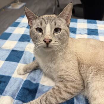 Siamese Cats Available for Adoption - Twist | PetCurious