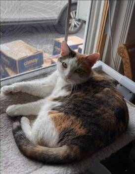 Taylor -  Torbie and Calico Cat for Adoption in Newark, New Jersey - Taylor | PetCurious