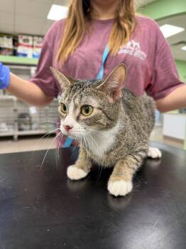 Rescue Domestic Short Hair Cats for Adoption in La Porte, Indiana - Jan | PetCurious