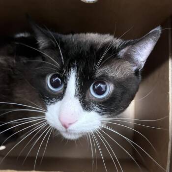 Lucian -  Domestic Short Hair Cat for Adoption in Tampa, Florida - Lucian | PetCurious