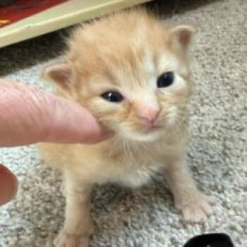 Daddy Long Legs -  Domestic Medium Hair Cat for Adoption in Mt. Juliet, Tennessee - Daddy Long Legs | PetCurious