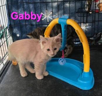 Rescue Domestic Short Hair Cats for Adoption in Buena Vista, Virginia - Gabby | PetCurious
