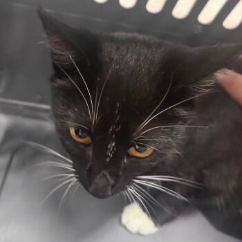Alessandra -  Domestic Short Hair Cat for Adoption in Indianapolis, Indiana - Alessandra | PetCurious
