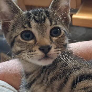 Meeny -  Domestic Short Hair Cat for Adoption in Wadena, Minnesota - Meeny | PetCurious