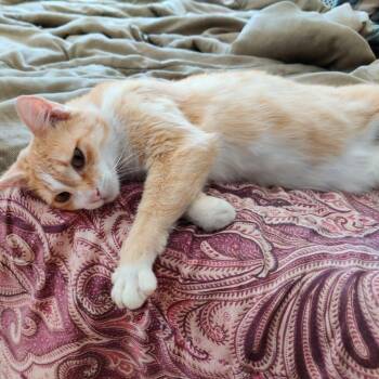 Hazel -  Domestic Short Hair Cat for Adoption in Medford Lakes, New Jersey - Hazel | PetCurious