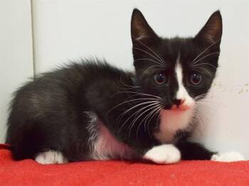 PURDY -  Domestic Short Hair Cat for Adoption in Sacramento, California - PURDY | PetCurious