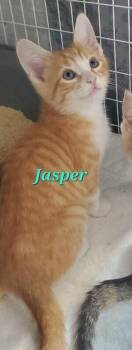 Jasper -  Domestic Short Hair Cat for Adoption in Diamond Springs, California - Jasper | PetCurious