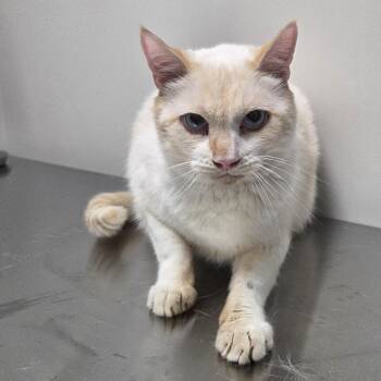 Sno-ball -  Domestic Short Hair Cat for Adoption in Snow Hill, North Carolina - Sno-ball | PetCurious
