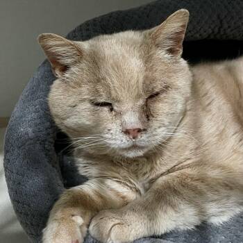 Bubba -  Domestic Short Hair Cat for Adoption in Fairmont, West Virginia - Bubba | PetCurious