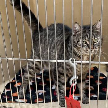 Thidwick -  Tabby and Tiger Cat for Adoption in Clarksville, Virginia - Thidwick | PetCurious