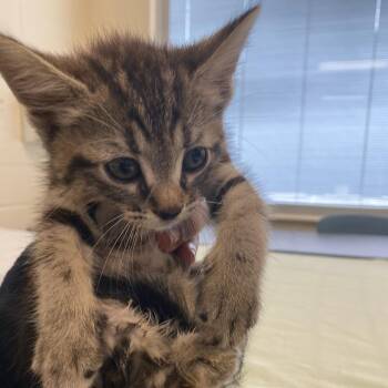Domestic Short Hair Cats Available for Adoption in Memphis, Tennessee - Briar | PetCurious