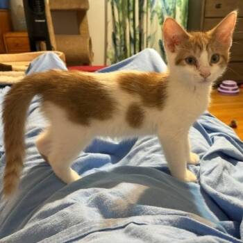 Blaze -  Domestic Short Hair Cat for Adoption in Ottawa, Ontario - Blaze | PetCurious
