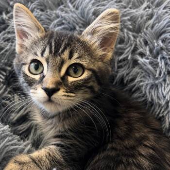 Gypsy -  Domestic Medium Hair Cat for Adoption in Santa Rosa, California - Gypsy | PetCurious