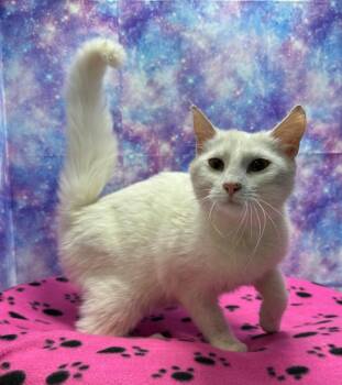 Domestic Short Hair Cats Available for Adoption in Washington Court House, Ohio - Ivory | PetCurious