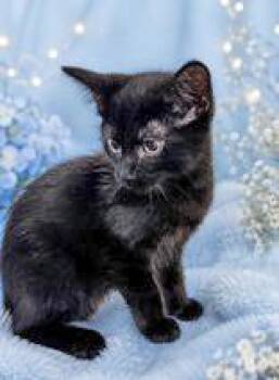Domestic Short Hair Cats Available for Adoption in Portsmouth, Ohio - Monet | PetCurious