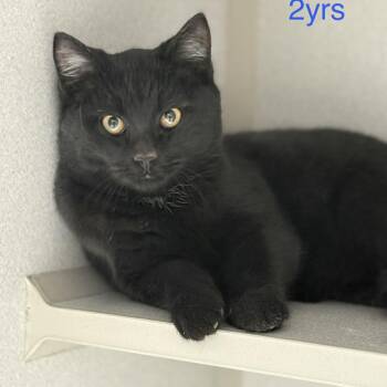 Domestic Short Hair Cats Available for Adoption - Seth | PetCurious