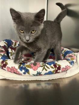Smokey -  Domestic Short Hair Cat for Adoption in Lunenburg, Massachusetts - Smokey | PetCurious