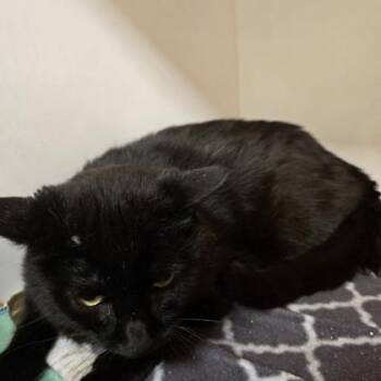 Lupin -  Domestic Short Hair Cat for Adoption in Janesville, Wisconsin - Lupin | PetCurious