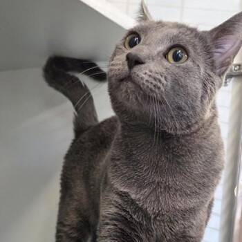 Domestic Short Hair Cats Available for Adoption in Voorhees Township, New Jersey - Everett | PetCurious
