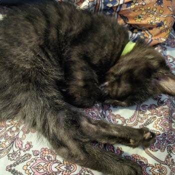 Aberdeen -  Domestic Short Hair Cat for Adoption in Buffalo, Minnesota - Aberdeen | PetCurious