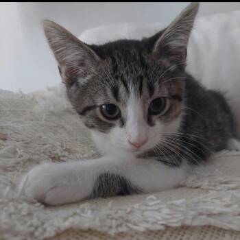 Reef -  Domestic Short Hair Cat for Adoption in Huntsville, Alabama - Reef | PetCurious