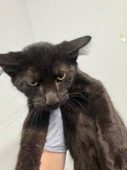Huron -  Domestic Short Hair Cat for Adoption in Bloomington, Indiana - Huron | PetCurious