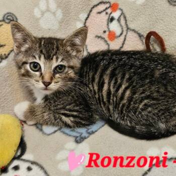 Ronzoni -  Domestic Short Hair Cat for Adoption in Westminster, California - Ronzoni | PetCurious