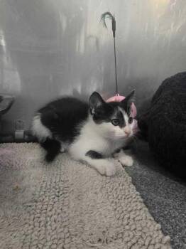 Willie -  Domestic Short Hair Cat Available for Adoption in Sevierville, Tennessee - Willie | PetCurious