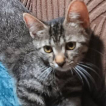 Cadbury -  Domestic Short Hair and Tabby Cat for Adoption in Grand Rapids, Michigan - Cadbury | PetCurious