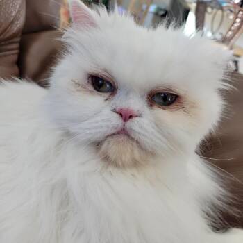 Persian Cats Available for Adoption - Queenie | PetCurious