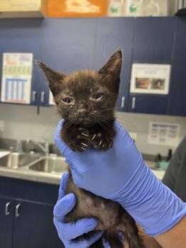 Domestic Short Hair Cats Available for Adoption in North Charleston, South Carolina - 06698B Eclipse | PetCurious