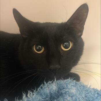 Vinny -  Domestic Short Hair Cat for Adoption in Tempe, Arizona - Vinny | PetCurious