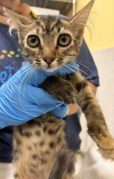 Shakira -  Domestic Short Hair Cat for Adoption in Honolulu, Hawaii - Shakira | PetCurious