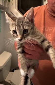92820a Cheerwine-PetSmart West Ashley -  Domestic Short Hair Cat for Adoption in North Charleston, South Carolina - 92820a Cheerwine-PetSmart West Ashley | PetCurious