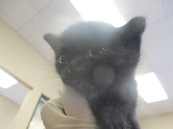 SHADOW -  Domestic Short Hair Cat for Adoption in Ocala, Florida - SHADOW | PetCurious