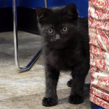 Finny -  Domestic Medium Hair Cat for Adoption in Yankton, South Dakota - Finny | PetCurious