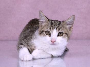 Toast -  Domestic Short Hair and Tabby Cat for Adoption in Tuscaloosa, Alabama - Toast | PetCurious