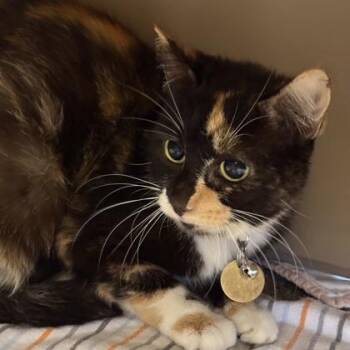 Marley -  Domestic Short Hair Cat for Adoption in Lansing, Michigan - Marley | PetCurious