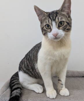 Rescue Tabby Cats for Adoption in Ottawa, Ontario - Patchouli | PetCurious