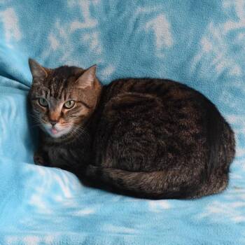 Domestic Short Hair Cats Available for Adoption in Eureka, California - Velvet | PetCurious