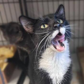 Pounce -  Domestic Short Hair Cat for Adoption in Davenport, Iowa - Pounce | PetCurious