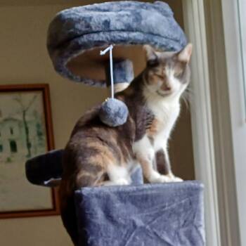 Rosie Miller -  Domestic Short Hair Cat for Adoption in Woodstock, Virginia - Rosie Miller | PetCurious