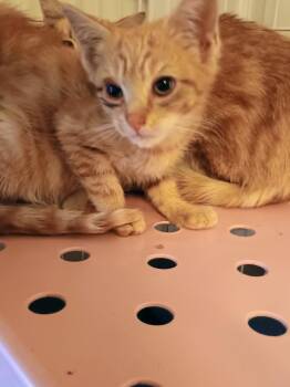 Bailey -  Domestic Short Hair Cat for Adoption in Liberty, New York - Bailey | PetCurious