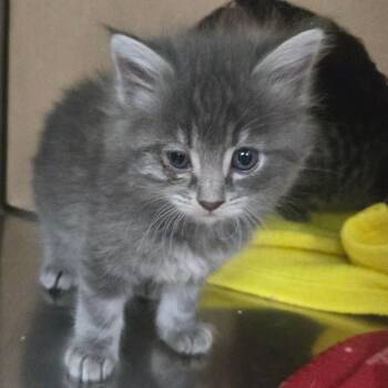 Domestic Long Hair Cats Available for Adoption in Idaho Falls, Idaho - Dove Cameron | PetCurious