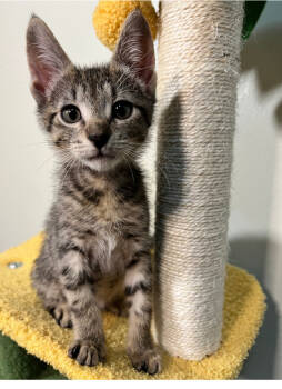 Rescue Domestic Short Hair Cats for Adoption in West Palm Beach, Florida - Gumball | PetCurious