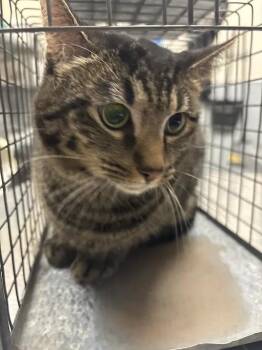 WASABI -  Domestic Short Hair Cat for Adoption in Las Vegas, Nevada - WASABI | PetCurious